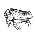 Vector Black And White Drawing In Vintage Style. Frog, Toad. Frog Isolated On White Background. Element Of Halloween, Witchcraft,